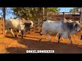 Machos Nelore puros 🐮 toros de excelente selección 🧬 levantados en potrero 🌱