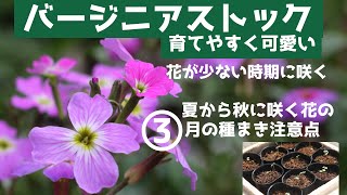 【バージニアストック／育てやすい可愛い花／早春に咲く】【夏～秋に咲く花３月の種まき】