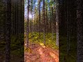 Walking Through a Mossy Forest in Norway 🌲☀️ #norway #nature #travel #ambient #relax #relaxing