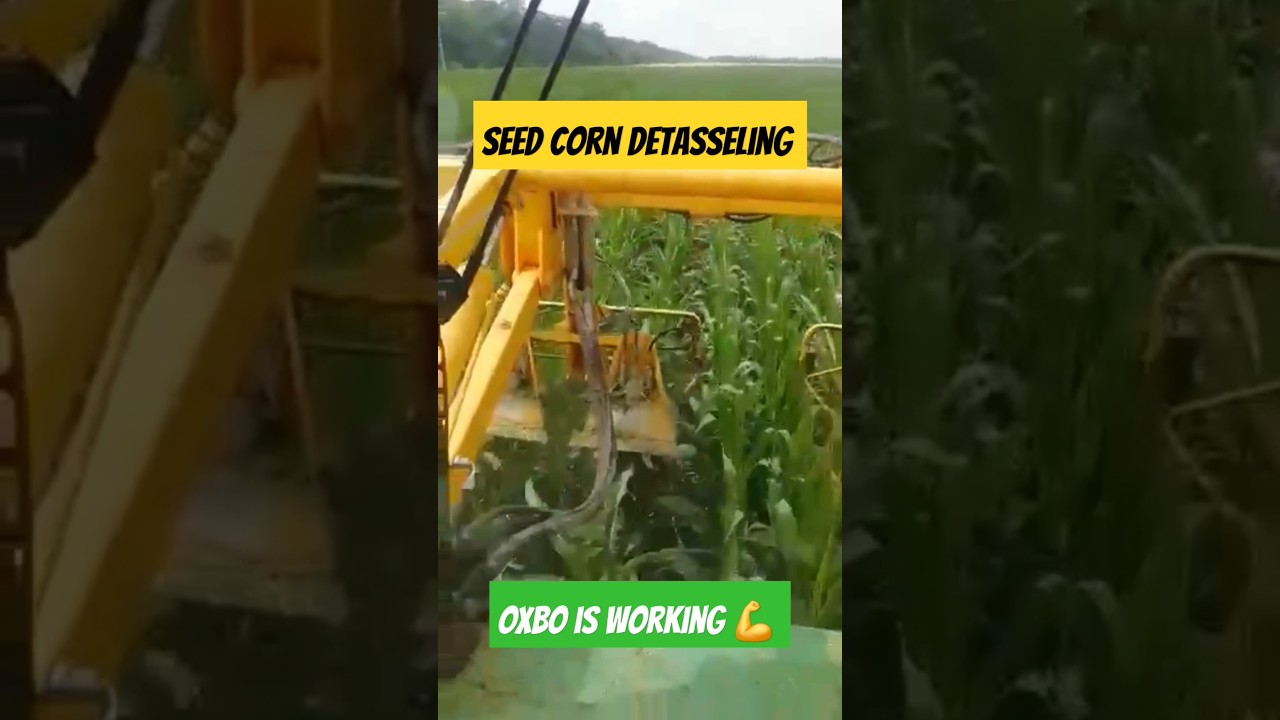 Seed Corn 🌽detasseling with  OXBO detasseler 