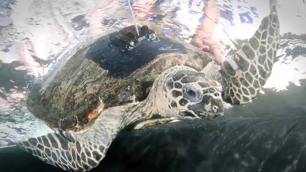 Turtles - Ocean survivors : protecting our rare and threatened marine species