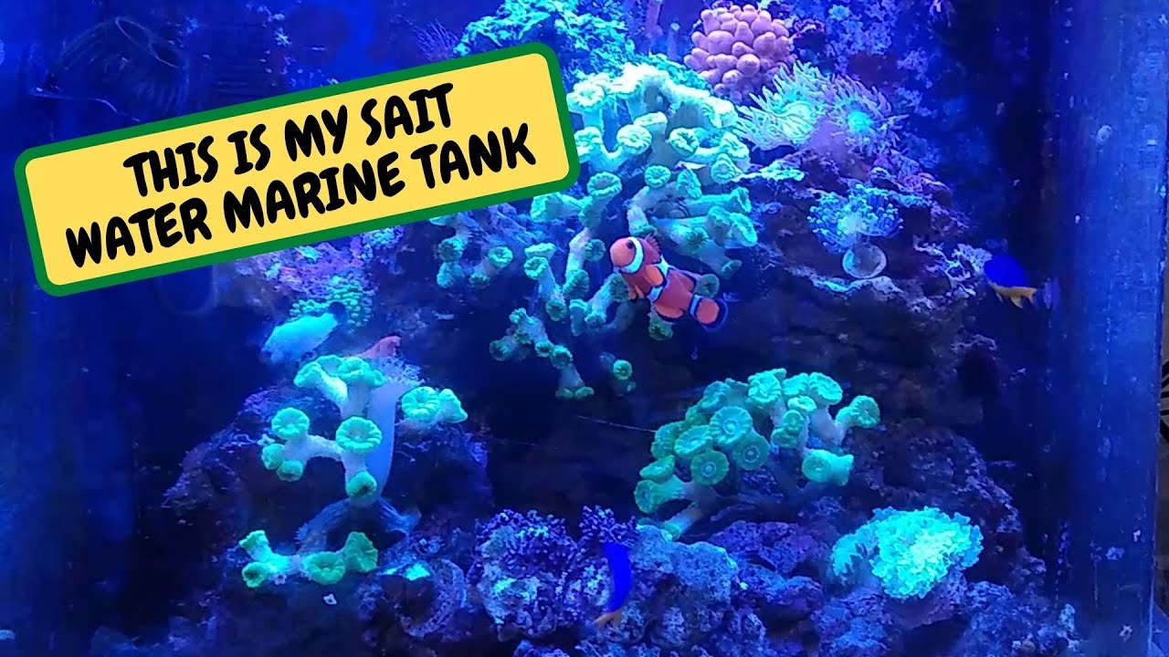 Curated visual reference: Visual Reference: My Saltwater Marine Tank Setup Fish And Upkeep Snake Island