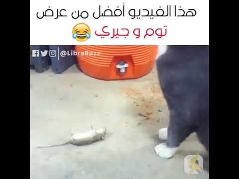 مقاطع مضحكة القط والفار في الحقيقي