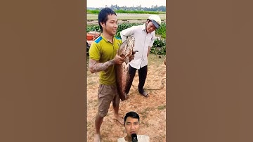 Cá lóc đồng to nhất thế giới bị bắt gọn