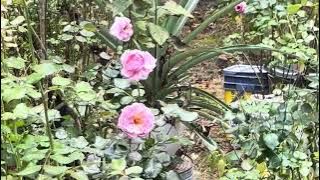 Pink roses blooming again 🌸🌺🌷
