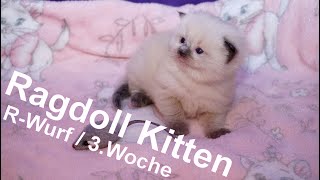 Ragdoll Kitten | unser R-Wurf in der dritten Woche | Aramintapaws Ragdolls by Aramintapaws Ragdolls 221 views 1 year ago 55 seconds