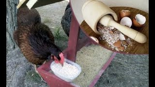 Кальций для кур несушек! Нужно обязательно давать несушкам зимой, мел, ракушка, скорлупа