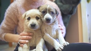 Two Innocent Puppies From The Street Finally Getting Adopted