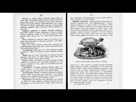 Практические основы кулинарного искусства. 1916