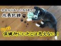 かわいい犬！保健所にいたとは思えない可愛い犬が大きくなりました