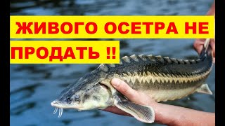 ЖИВОГО ОСЕТРА НЕ ПРОДАТЬ !!