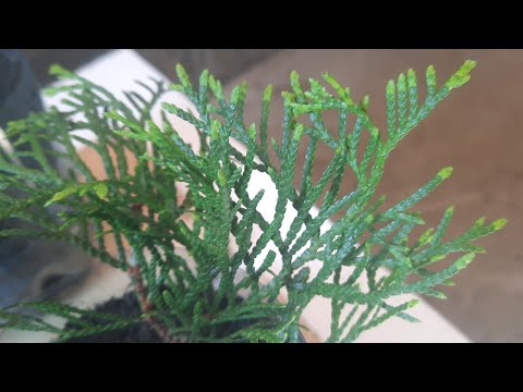 Video: Ang mga puno ba ng Leyland cypress ay nagiging kayumanggi sa taglamig?