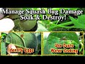 Garden Pests &amp; Diseases: Soak &amp; Destroy, Decreasing Squash Bug Damage, and Pest/Egg  Identification