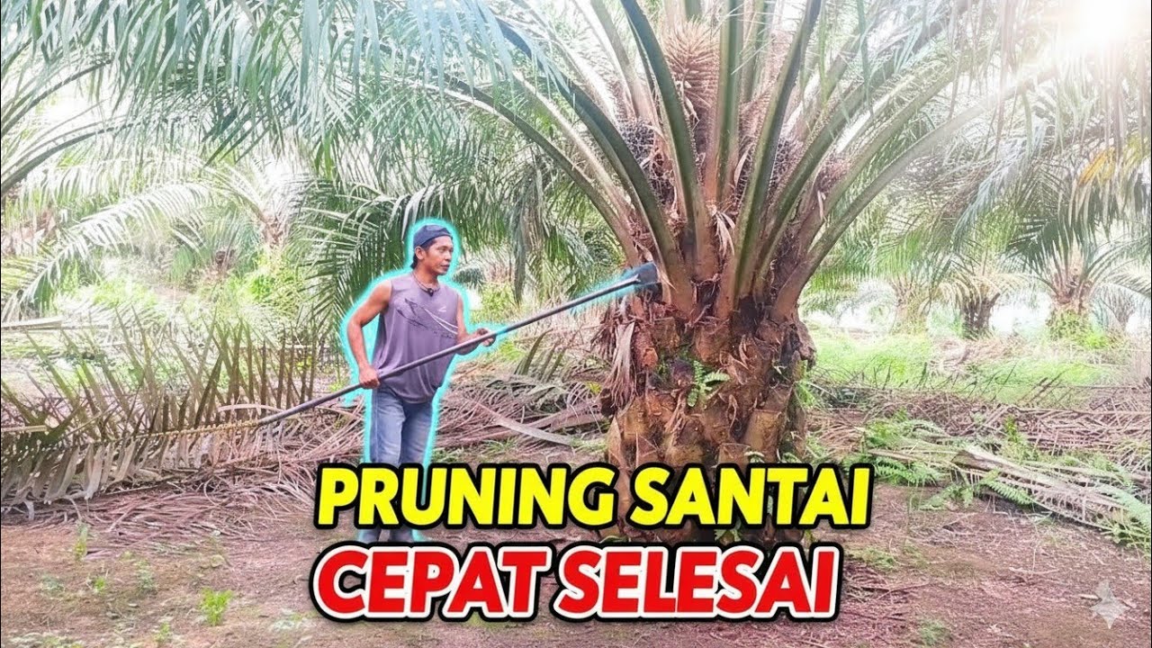 Cara Pruning Sawit Yang Terbaik | Produksi Meningkat Maksimal