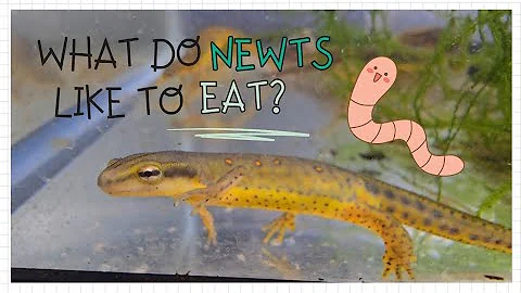 What do Newts Like to Eat? | Eastern Newt Feeding