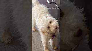 Her reaction to Alexa timer ⏱  #funny #bordoodle #cute #dogs #puppy #shorts #alexa #dogreaction