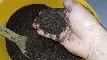 cách làm thính xả dụ cá đơn giản từ cám gạo rất hiệu quả