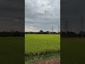 Paddy🌾 #kerala #malayalam #keralatourism #travel #nature #viralvideo #youtubeshorts #india
