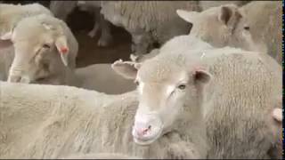 1.Escas Küçükbaş Hayvan Yönetimi