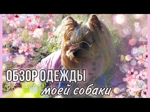 Обзор одежды моей собаки