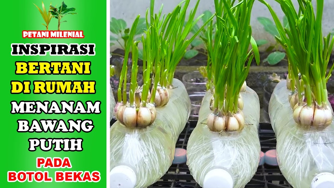 MENANAM BAWANG PUTIH PADA BOTOL BEKAS - INSPIRASI BERTANI DIRUMAH - PETANI MILENIAL