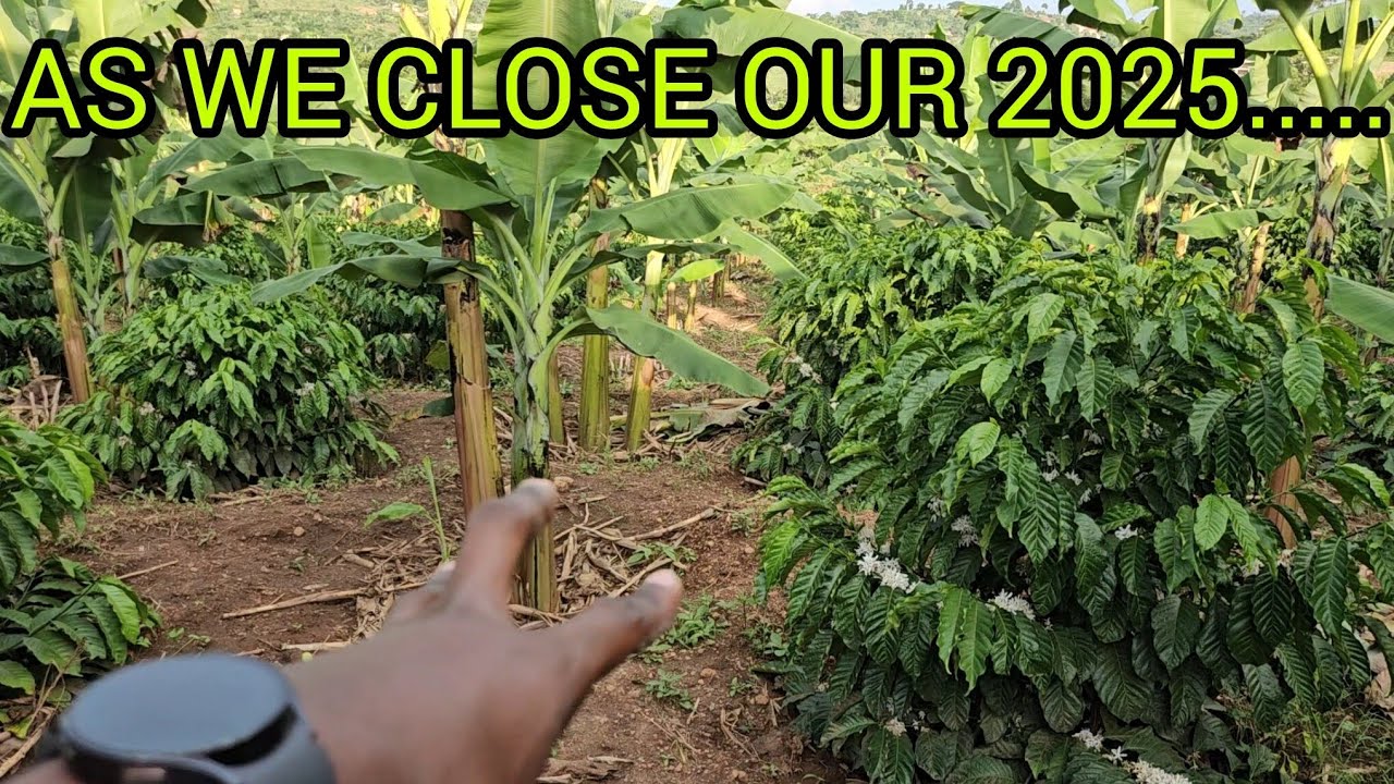 COFFEE FARMING: TAKING YOU THROUGH OUR 2025 JOURNEY