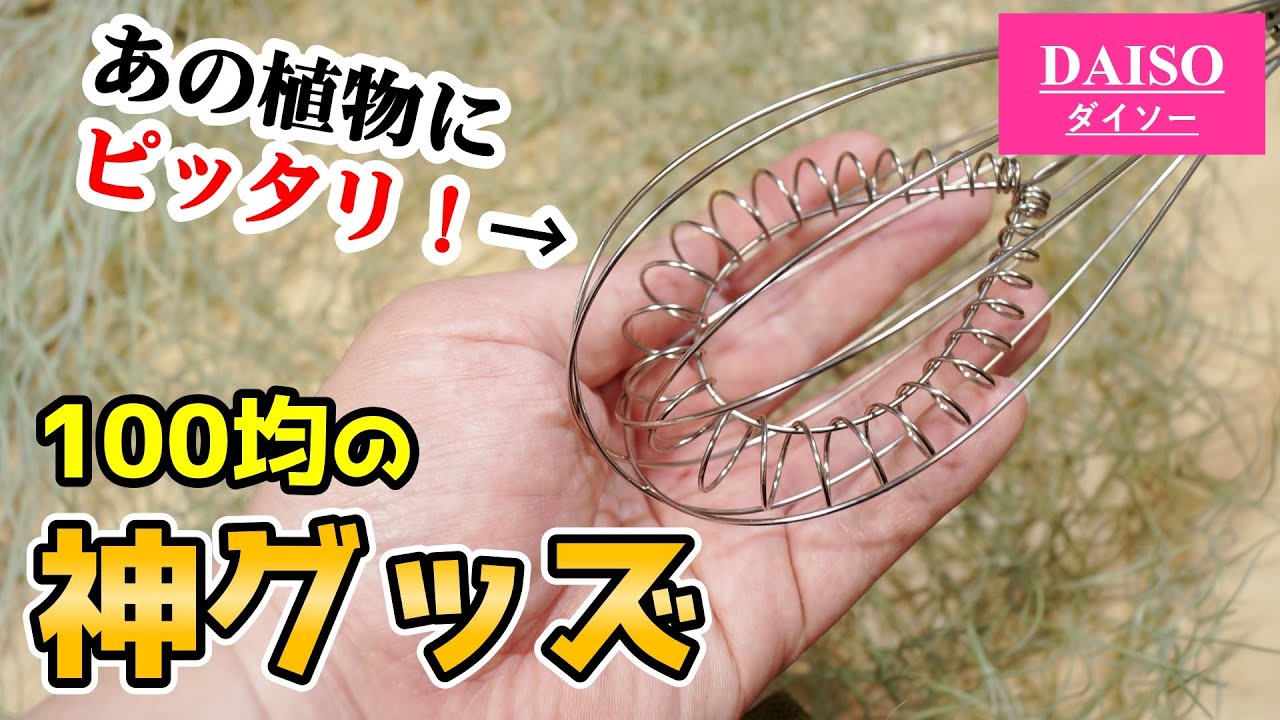 100均グッズが、あの人気観葉植物に最適な件！【エアプランツ】【ウスネオイデス】