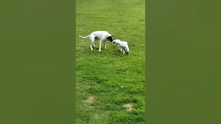 Alex the Maltese and Pongo the German Shorthair Po...