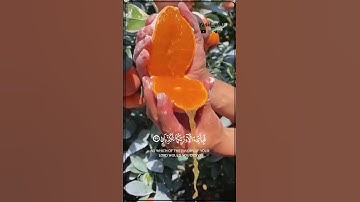 فَبِأَيِّ آلَاءِ رَبِّكُمَا تُكَذِّبَانِ سورة الرحمن بصوت احمد العجمى🌷😍 |حالات واتس أب