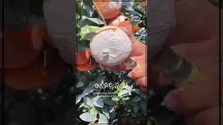 فَبِأَيِّ آلَاءِ رَبِّكُمَا تُكَذِّبَانِ سورة الرحمن بصوت احمد العجمى🌷😍 |حالات واتس أب screenshot 2