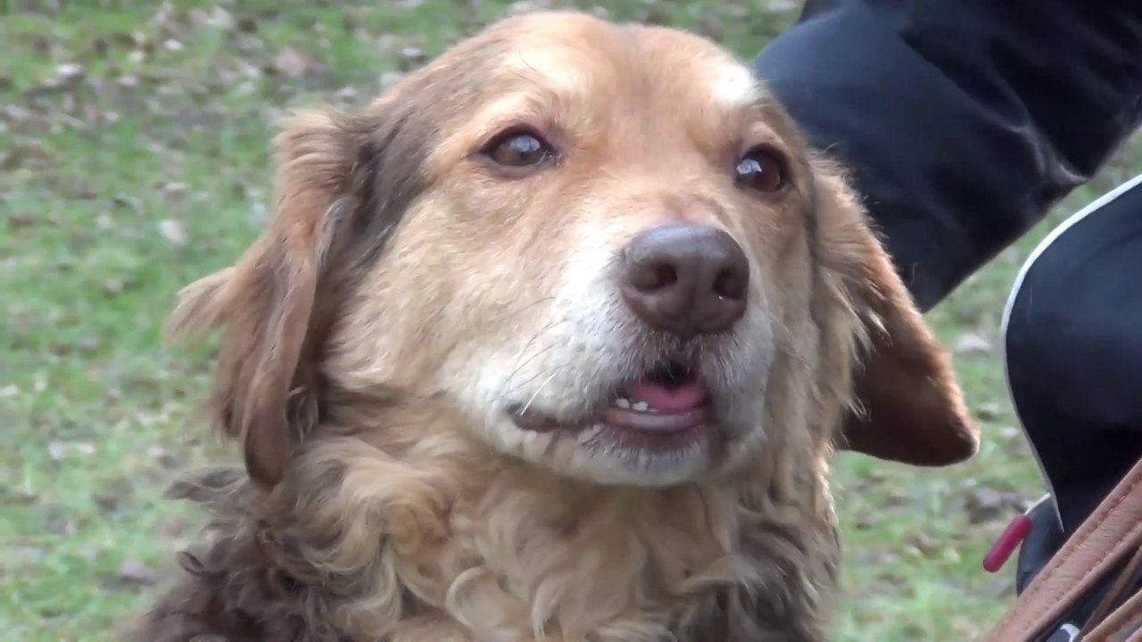 Tierheim Wau Mau Insel Zwei Hunde Und Eine Katze Suchen Ein Neues