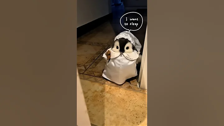The little penguin wants to sleep with me #cute #adorable #penguin #babyanimals #fluffy #cuteanimal thumbnail