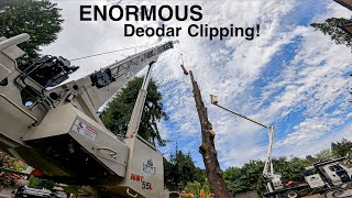 ENORMOUS Deodar Removal Clipping! This Tree is Finally Defeated This Friday!