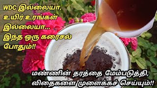 No WDC, No Bio-Fertilizers |This One FERTILIZER is Enough | Improves Soil QUALITY & Germinates Seeds