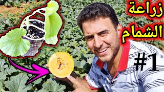 أسهل طريقة لزراعة الشمام البطيخ الاصفر في المنزل 🍈😋 (من البذور) #1