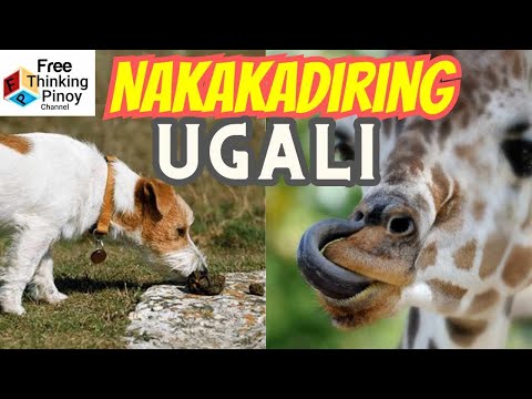 Giraffe Nangulangot | Paano KUMAIN ang Langaw | 5 Nakaka diring Hayop