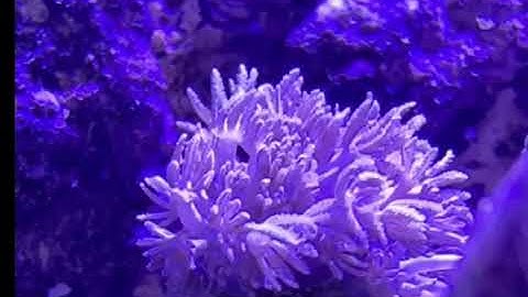 Timelapse of my new Xenia Coral opening up