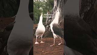 Albatross Love Dance