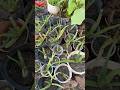 Nha Đam con #ptrongrausach #plamvuon #pgardening