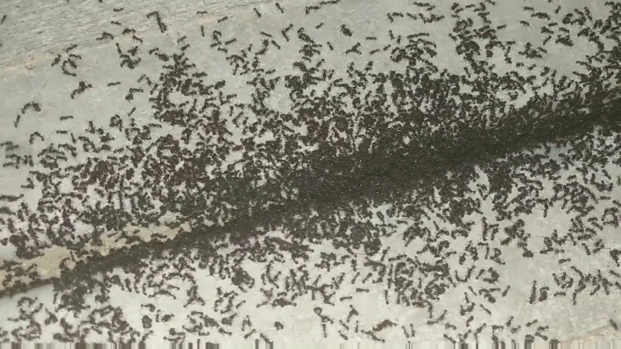 10,000 ANTS ON SIDEWALK!!! YouTube