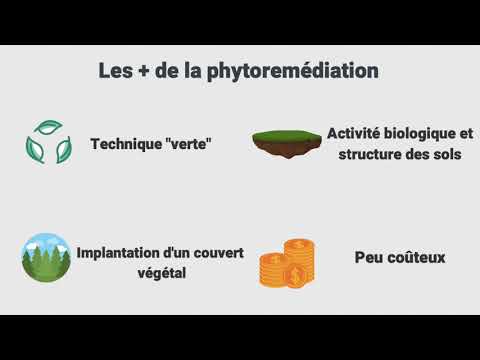 Vidéo: Différence Entre La Bioremédiation Et La Phytoremédiation