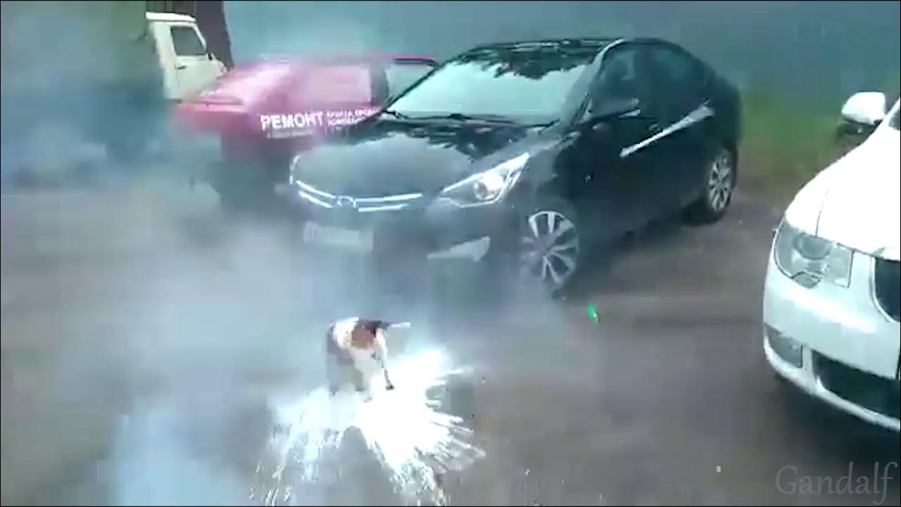 Мем с собакой и кегой видео Мем с собакой и кегой видео