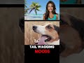 5 Amazing Facts About Dogs You Didn’t Know! 🐾 #doglovers #youtubeshorts