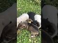 That’s so sweet Baby dogs protect ducklings #cute #shorts #dog #lovely