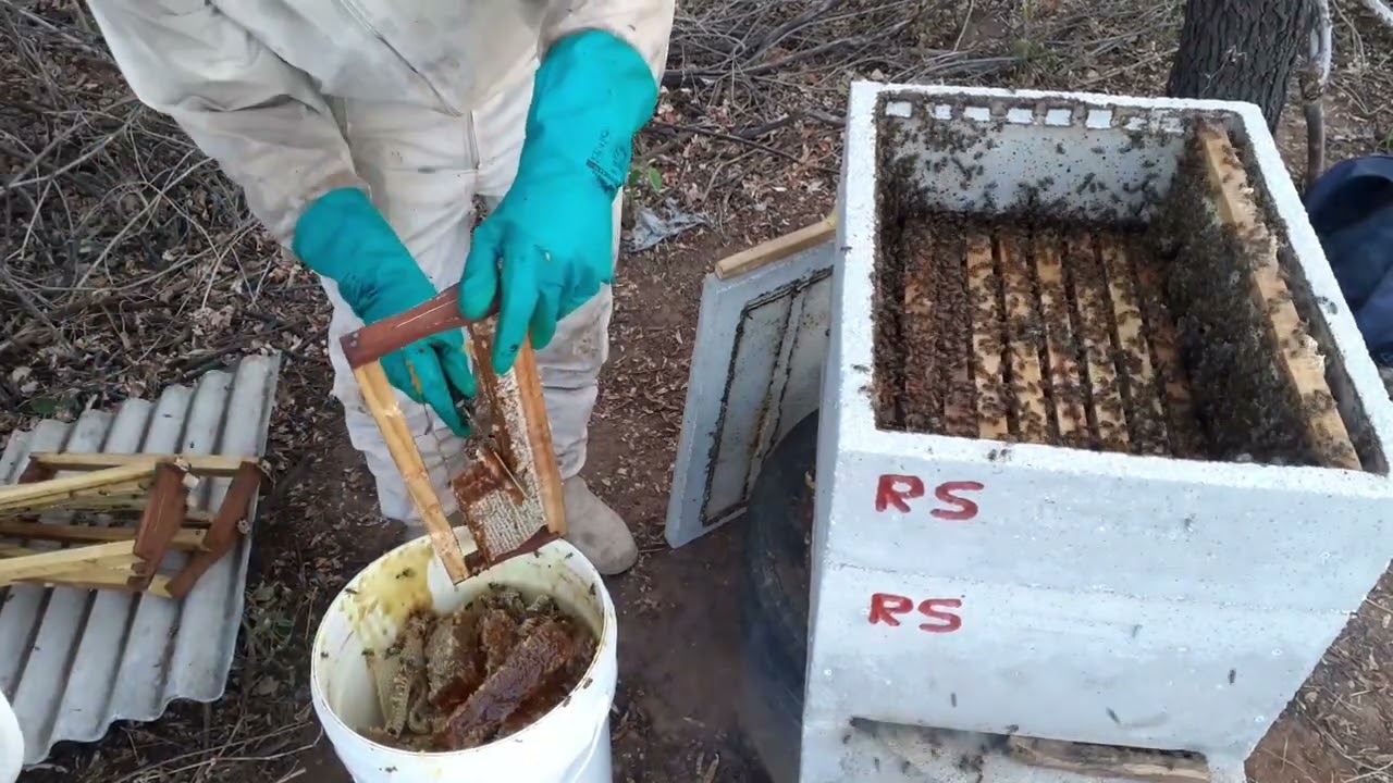 nova colheita de mel na caixa de cimento  @Reginaldo Santos
