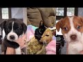 Cats and dogs of tik tok part 2, 🐈 🐕