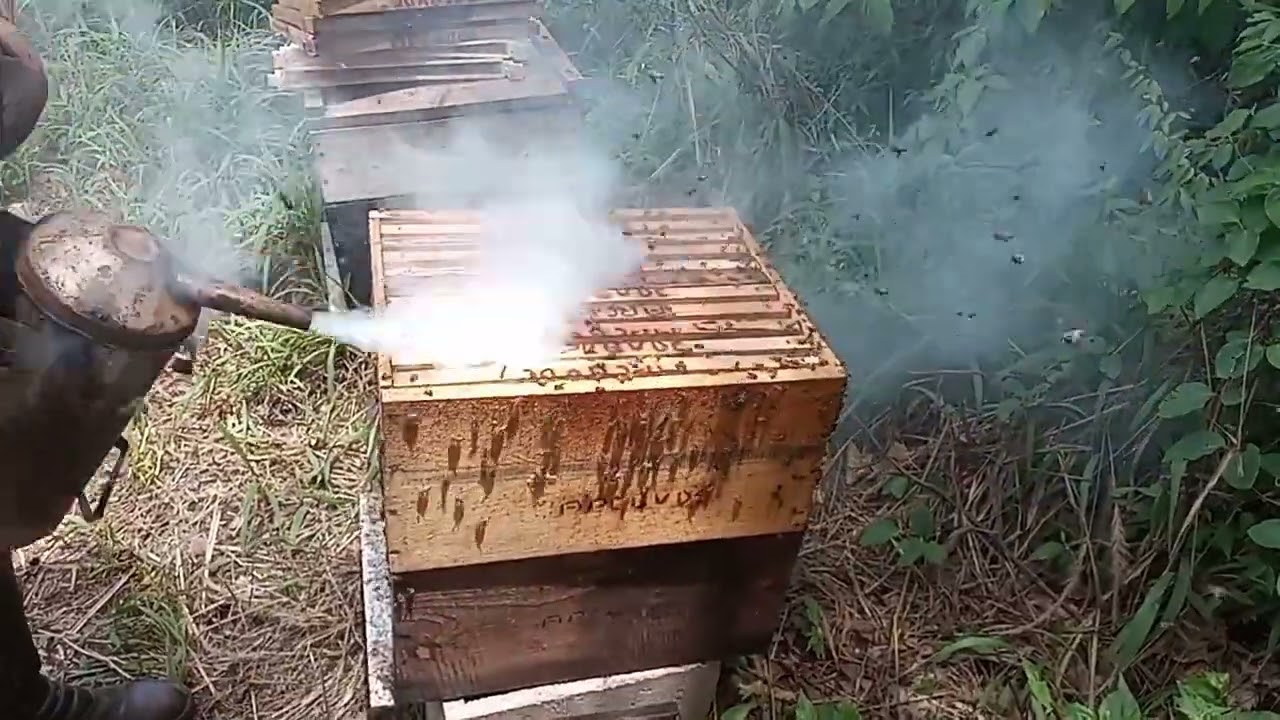 DIVISÃO SIMPLES DE ABELHAS,COM PUXADA NATURAL