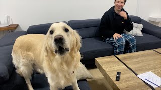 Crazy reaction of a golden retriever to sneeze