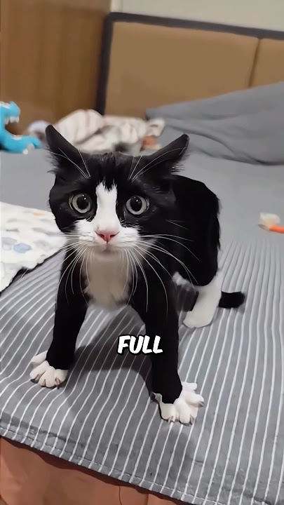 A Cat’s Life in 60 Seconds 😺