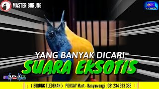 Download Lagu MASTER BURUNG #BurungTLEDEKAN ( VIDEO TRAINING ) "IDJ TV - YOUTUBE VIDEO" (POKSAY MART - BANYUWANGI)